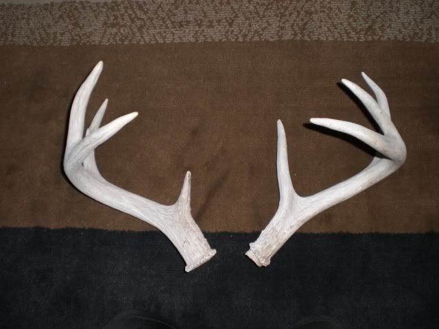 antlers006.jpg