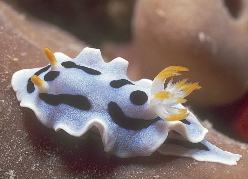 nudibranch.jpg