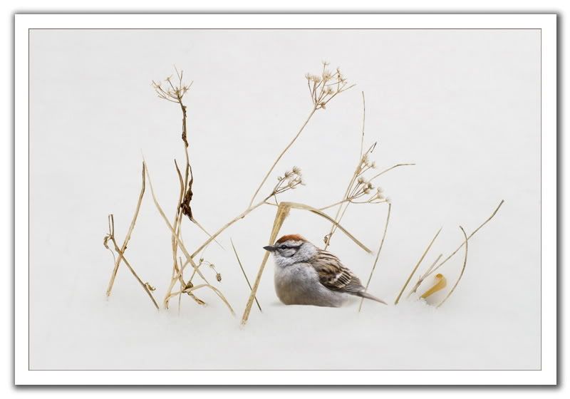 sparrow in snow