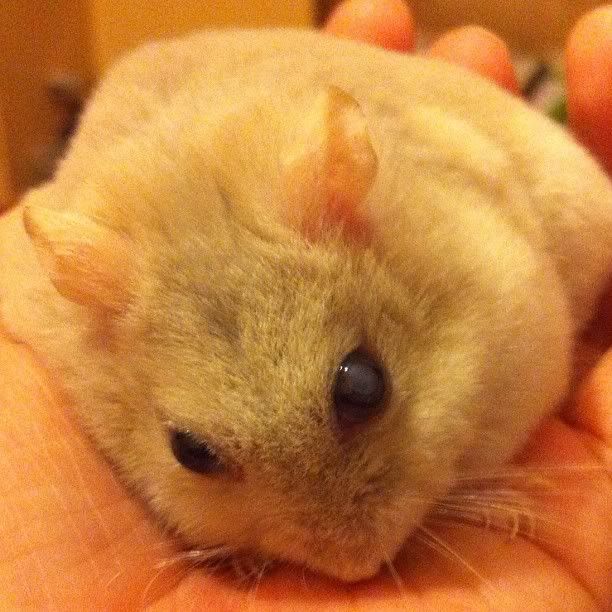 My hamster has a grey eye? Hamster Central