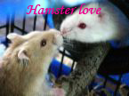 Hamster love