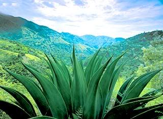 Jamaican Mountains Pictures, Images and Photos
