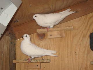 nest mates speckled hens(white heat)