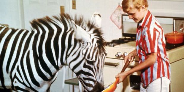 Zebra In The Kitchen Sitcoms Online Message Boards Forums