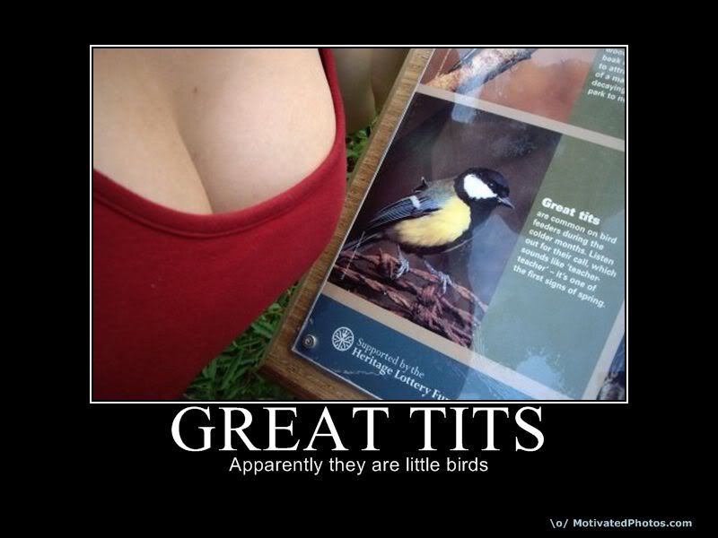 great tits photo: great tits 633748202396891860-greattits.jpg