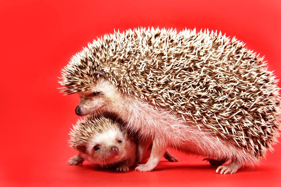 Club Hedgie | "Happy Hedgehogs" Guide