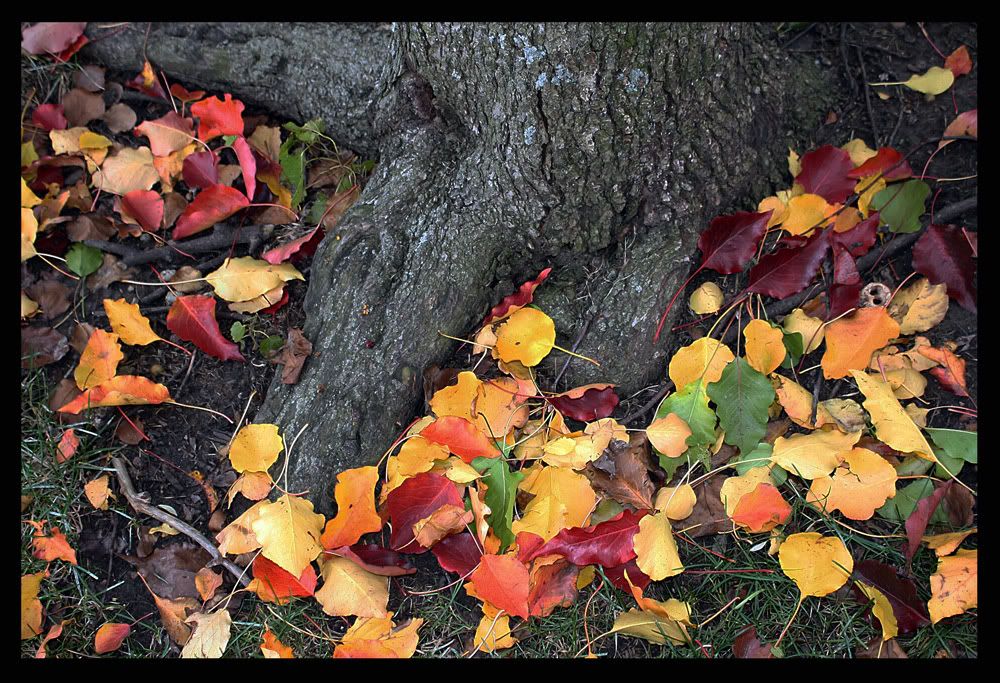 IMG_2180copycopysmall.jpg Autumn in Independence, Missouri image by etully