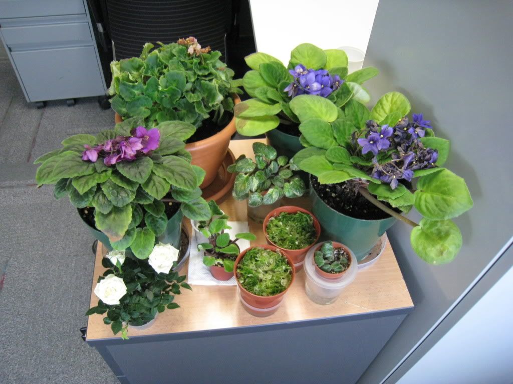 Flowering Office Plants