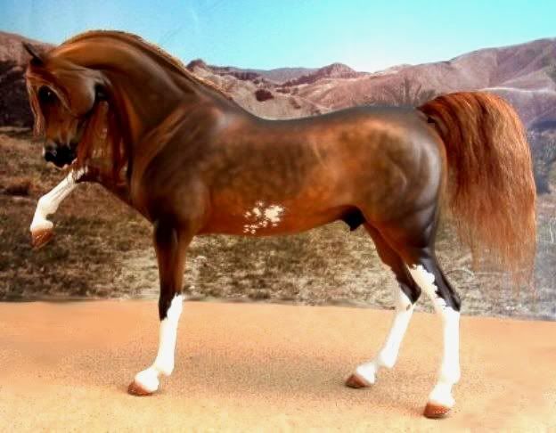 AlSamed.jpg Al Samed picture by EAMA_Stallions