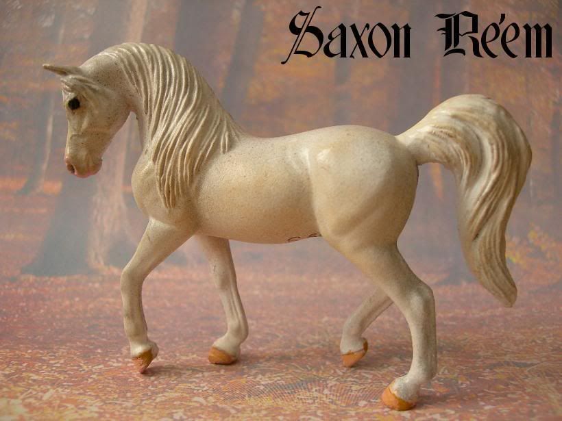 Saxon_Reem_21.jpg Saxon Re`em picture by EAMA_Stallions