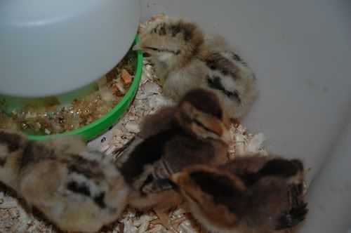 Barnevelder Chicks