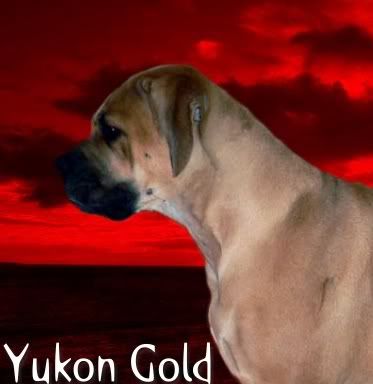 Yukon Gold Fortune Cookie