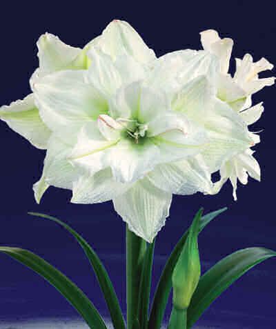 amaryllis white