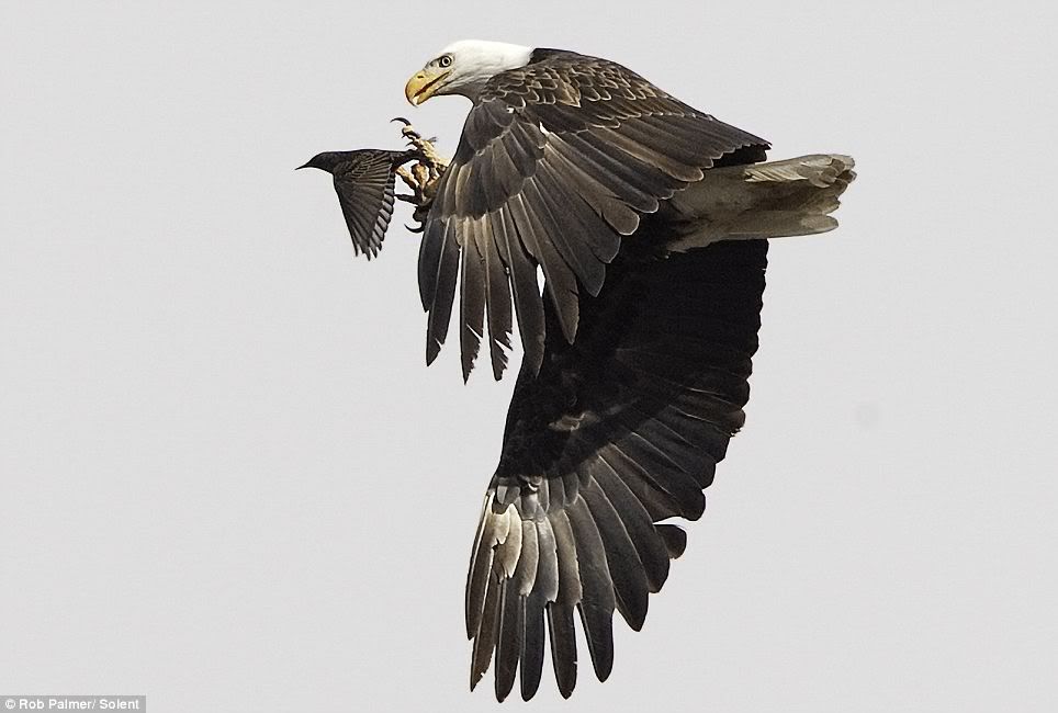 Eagle Grab photo EagleGrab.jpg