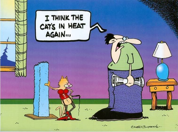 funny cartoon photo: cat cat.jpg