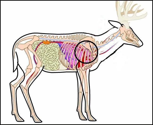 deer-anatomy_2.jpg