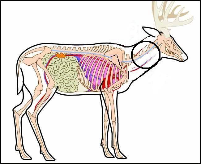 deer-anatomy_3.jpg