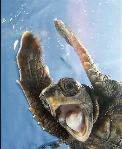  photo Turtle.jpg