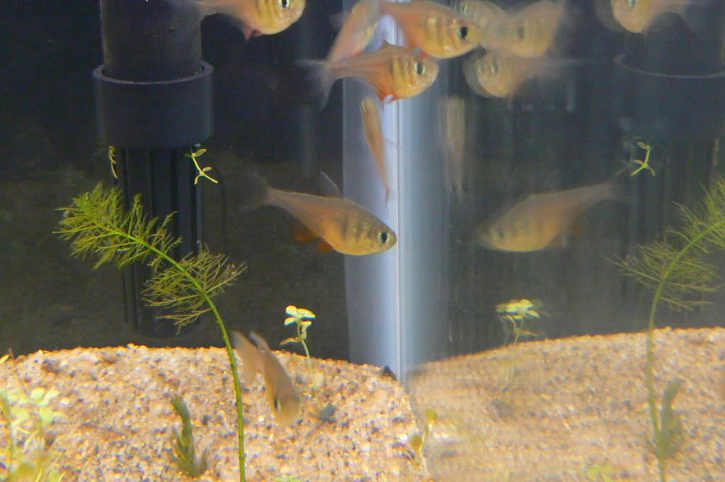 cool goldfish tank. back to the goldfish tank,