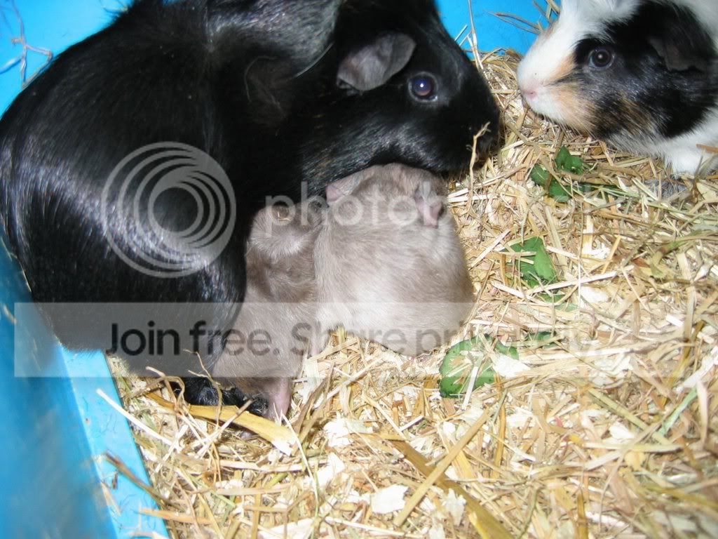 pippapoppybabies.jpg