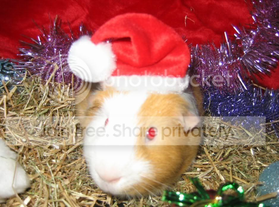 santareggie.jpg