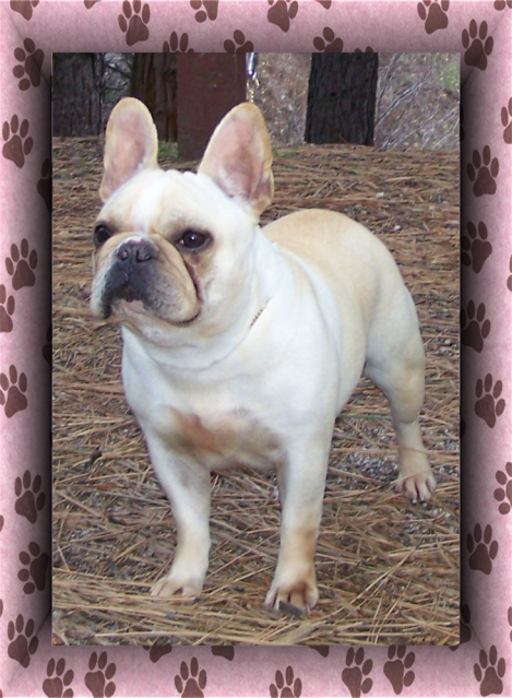 A Heart Of Stone Kennels - French Bulldogs